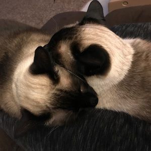 Meet your Posher, Bess